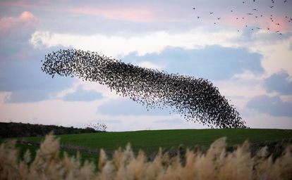 Una bandada de estorninos volando en grupo sobre un campo cerca de Kiryat Gat, al sur de Israel, el 3 de enero de 2020. 