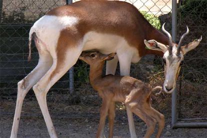 Una cría de gacela dama (Mhorr), con su madre, en las instalaciones del CSIC en Almería en diciembre de 2019.
