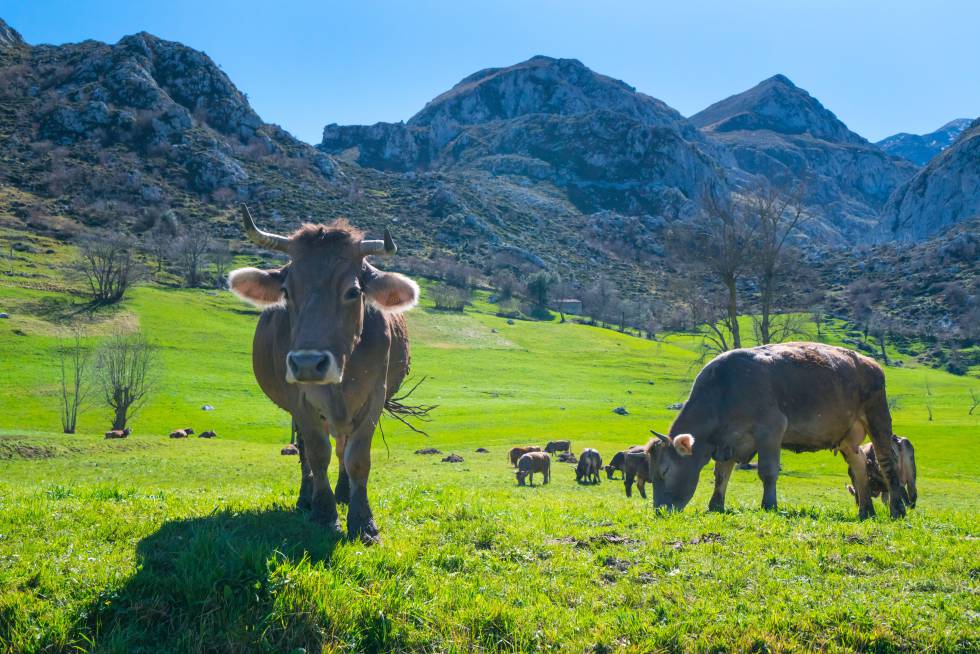 Vacas pastando en la localidad cántabra de Bejes.