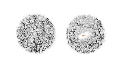 Fuerzas granulares (líneas negras) en el mismo lugar del suelo antes (izquierda) y después (derecha) de la excavación de un túnel de hormigas.