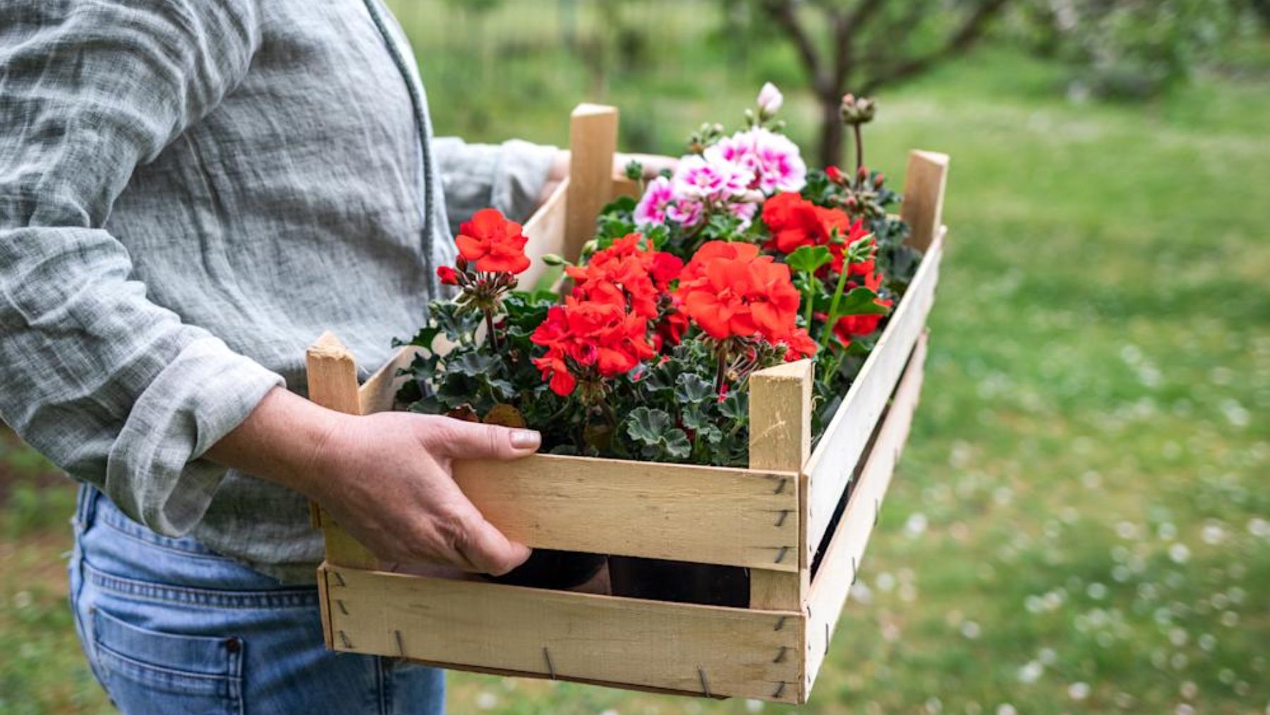 Las plantas que crecen más rápido para jardineros impacientes