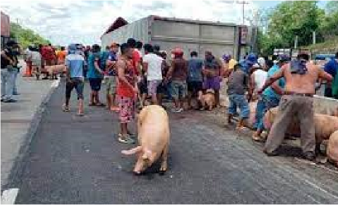 Rapiña: Se accidenta un Tráiler cargado con Cerdos, la gente se arremolina para robar