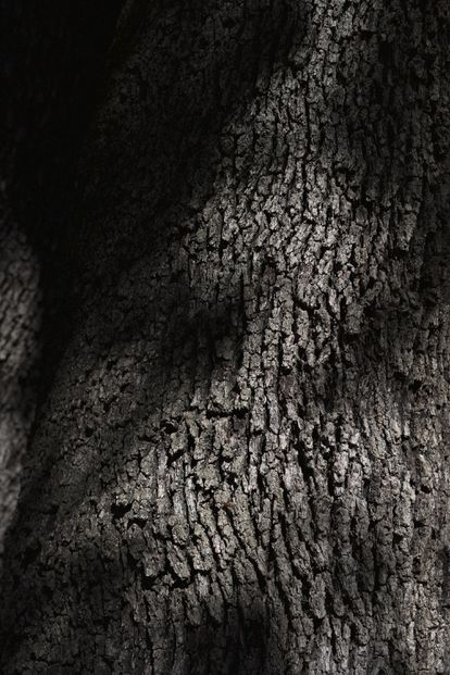 La gruesa corteza del árbol.
