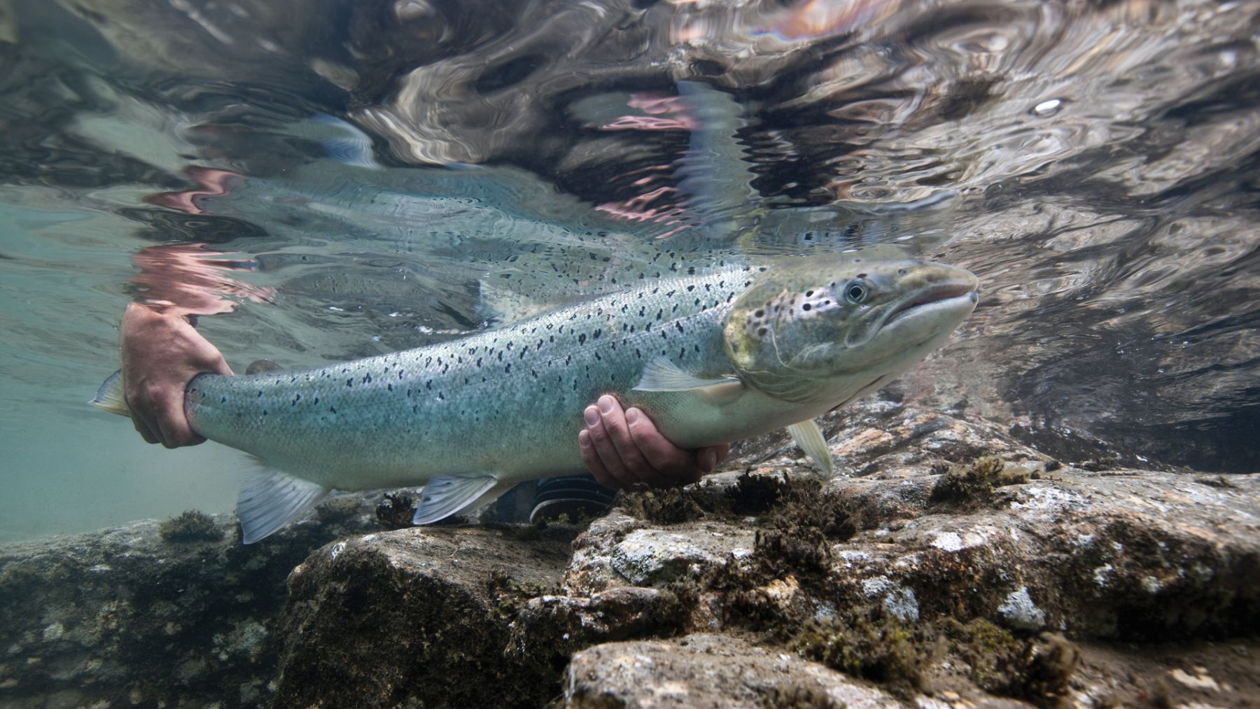 ¿Qué es el campanu y en qué consiste esta tradición de Asturias?