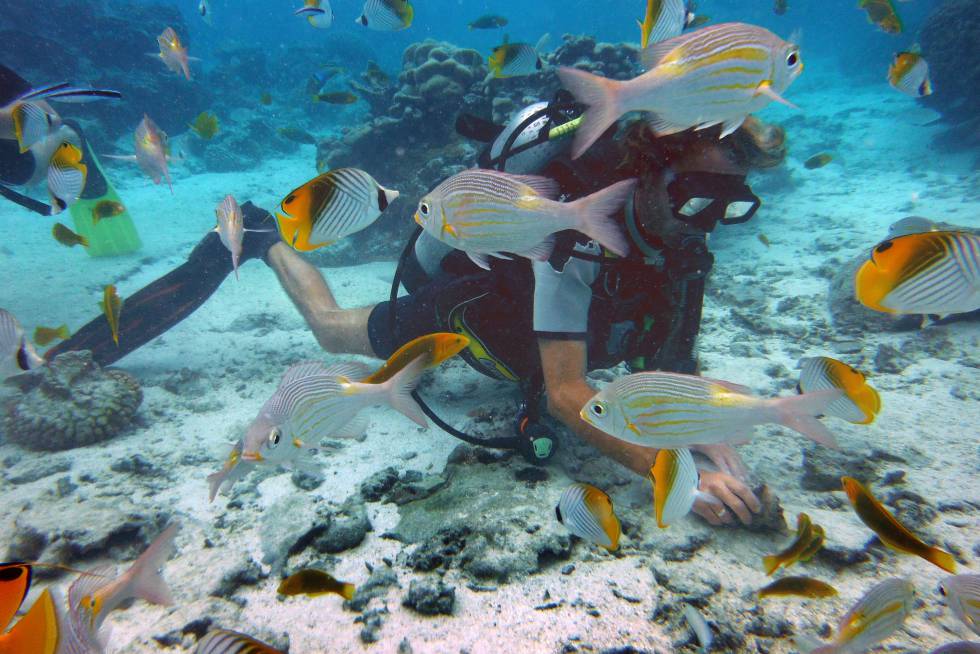 Buceo en las profundidades de la laguna de Rarotonga, en las islas Cook,