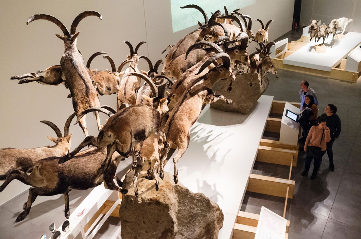 El arca de los seres vivos