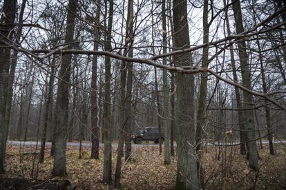 Un vehículo militar patrulla el bosque de Bialowieza.