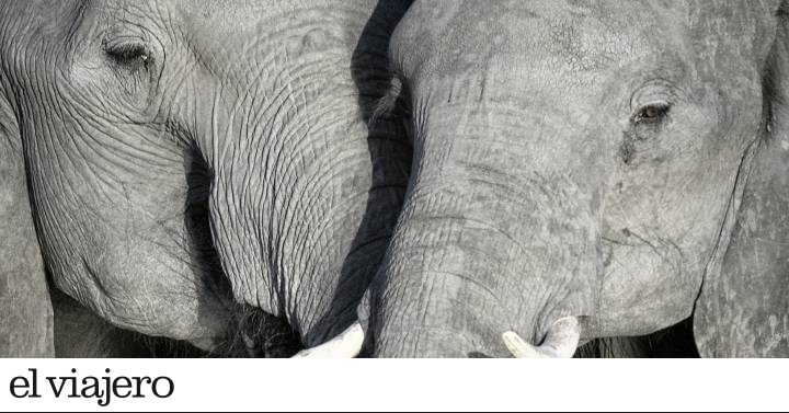 El momento de regresar a Botsuana