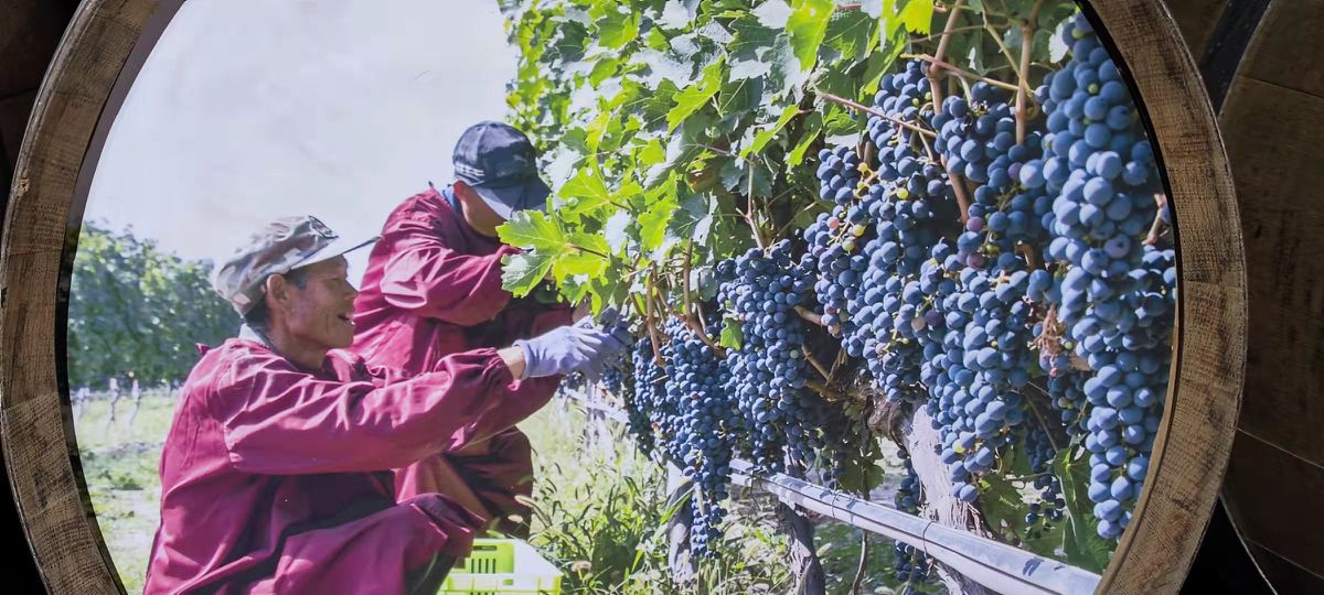 China quiere convertir los límites del desierto del Gobi en el rival vinícola de Burdeos