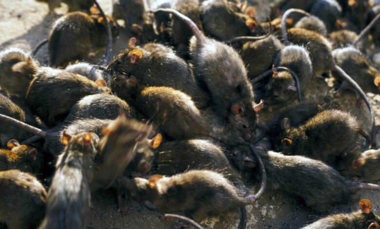 Manhattan alcanza cifra récord de población de roedores