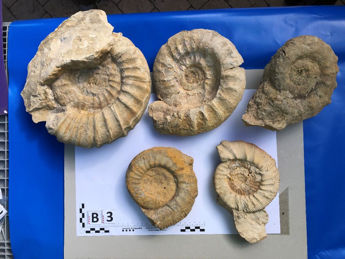 Los piratas de la paleontología: la creciente amenaza de los buscadores de fósiles