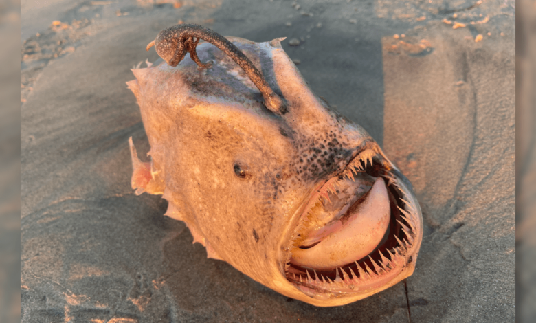 Monstruo ultra raro de las profundidades marinas aparece en la playa de San Diego