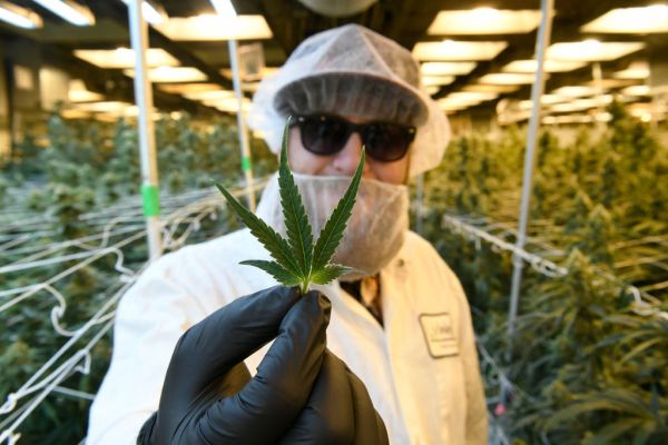 2020 fue un año decisivo para el cannabis: ¿qué viene después?