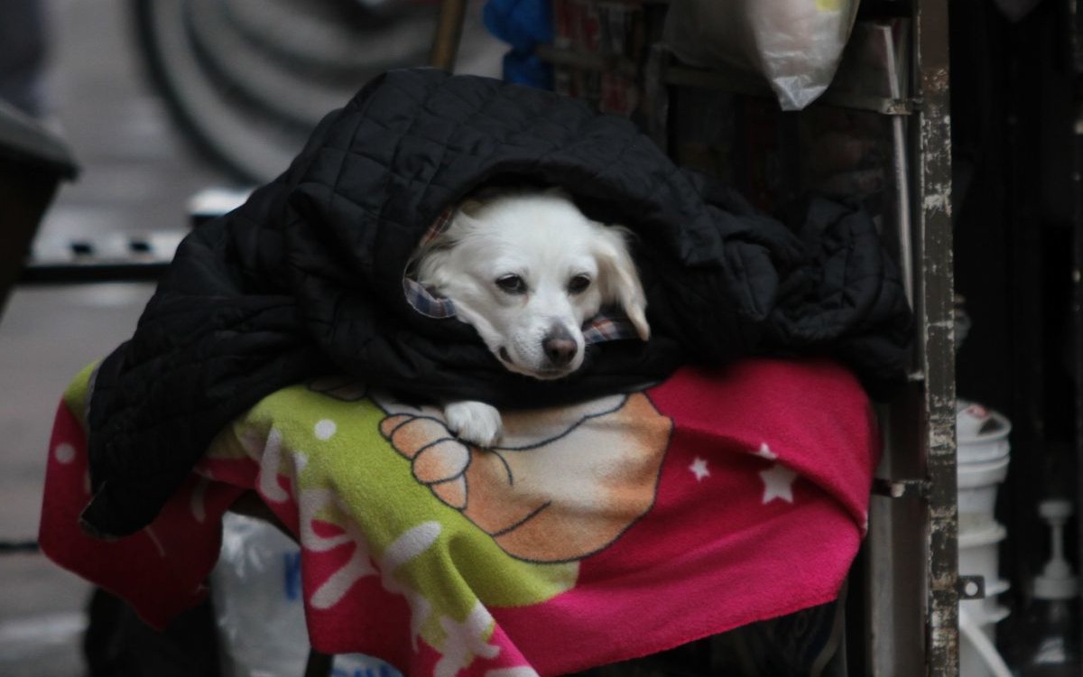 Activan alerta naranja por bajas temperaturas en Tlalpan; alerta amarilla en otras cuatro alcaldías