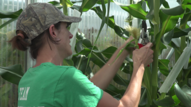 AgBiome obtiene $ 116 millones para una tecnología de protección de cultivos más segura