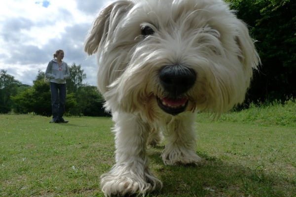 Alpha Paw aporta $ 8 millones para hacerse un hueco en el espacio de bienestar para mascotas