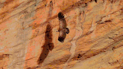 El buitre moteado, el vencejo moro, el bulbul naranjero y el escribano sahariano son algunas de las especies que están cambiando sus hábitos.