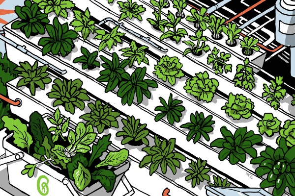 Cortar lechuga para darle sabor y lucrar
