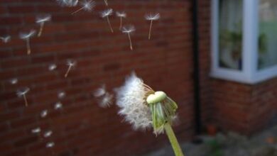 Dandelion, spinout de Alphabet X, recauda 4,5 millones de dólares para construir su sistema de calefacción y refrigeración geotérmica para hogares