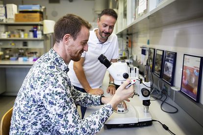 Alfonso Ferrández, en el microscopio, y Cristian Cañestro, en la Universidad de Barcelona.