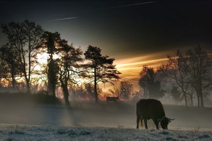 La organización Provacuno ha promovido un código de buenas prácticas para reducir entre un 20% y un 30% sus emisiones modificando los sistemas de manejo.