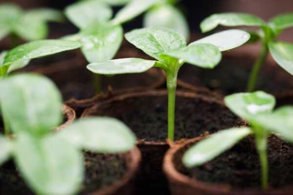 El nuevo fondo de At One Ventures persigue a las nuevas empresas para ‘destruir las industrias que están destruyendo el medio ambiente’