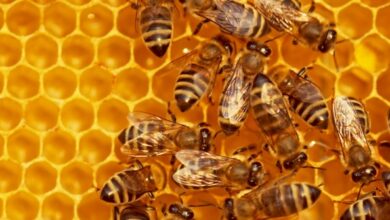 EquityBee obtiene $ 55 millones para un mercado que conecta a los empleados con capital para ayudarlos a ejercer sus opciones sobre acciones