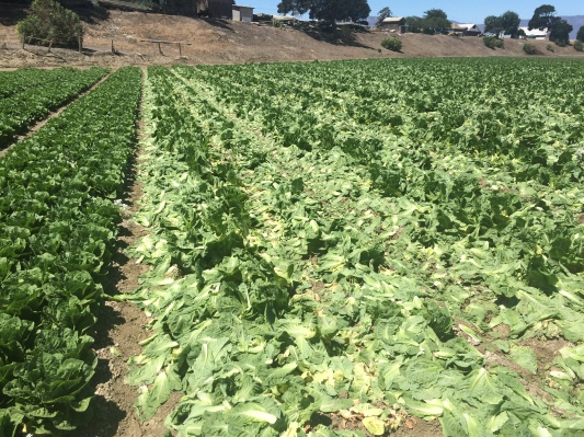 Full Harvest recauda $ 2 millones para evitar que los agricultores arrojen frutas y verduras ‘feas’
