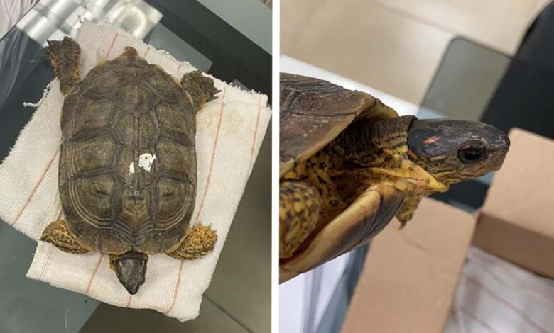 Guardia Nacional rescata a una tortuga en el aeropuerto de Mérida; hombre la llevaba escondida en una maleta