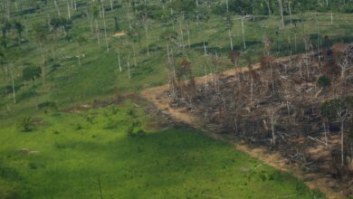 La deforestación del Amazonas es impulsada por los asientos de piel de autos de lujo: NYT