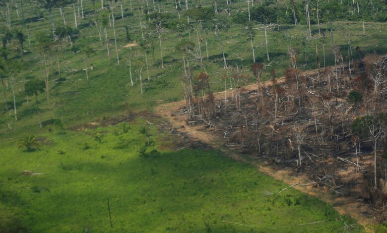 La deforestación del Amazonas es impulsada por los asientos de piel de autos de lujo: NYT