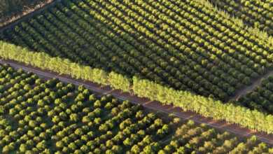 La paradoja alimentaria de América Latina
