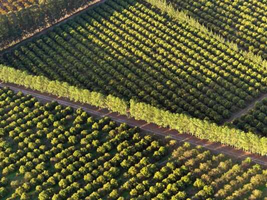 La paradoja alimentaria de América Latina