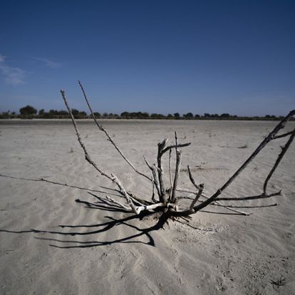 Almonte/Huelva/26-10-2021: Un matorral seco en la Laguna de Santa Olalla en el Parque Nacional de Doñana.