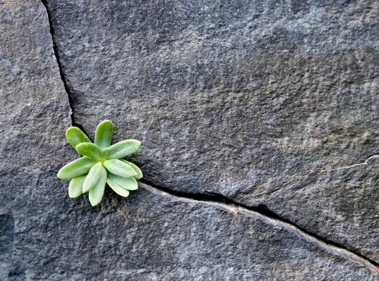Las empresas impulsadas por una misión están creciendo rápidamente durante la pandemia
