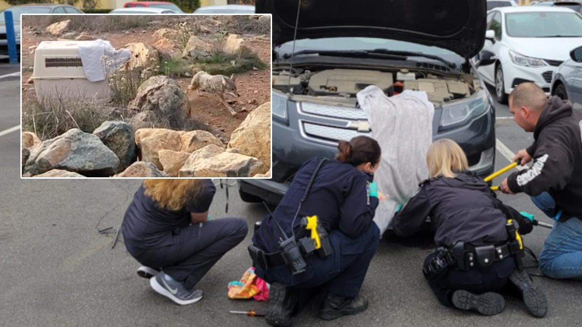 Liberan a coyote que habría sido atropellada y quedó atrapada en una defensa de auto