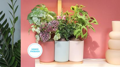 Ponemos a prueba los mejores jardines inteligentes para cultivar tu huerto en casa.