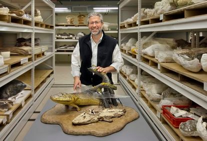 El científico estadounidense Neil Shubin, con la recreación de un tiktaalik, en Chicago en 2014.