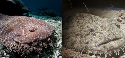 A la izquierda, un tiburón alfombra manchado; a la derecha, un rape