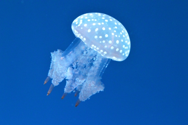 OpenSea, mercado de NFT, alcanza una valoración de 1.500 millones de dólares