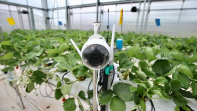 Por qué el rival de Alibaba Pinduoduo está invirtiendo en agritech