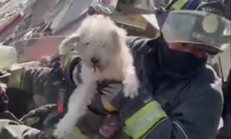 Rescatan a perrito de entre los escombros tras explosión en Miguel Hidalgo | Video