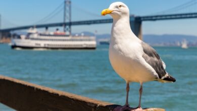 Resumen de TechCrunch +: boom de VC del Medio Oeste, consejos para CISO, el próximo capítulo de Facebook
