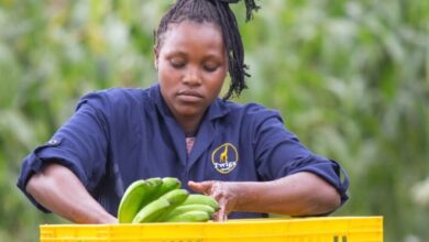 Twiga de Kenia recauda 50 millones de dólares para escalar soluciones alimentarias en África