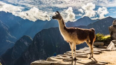 Winamp regresa en 2019 para azotar el culo de la llama con más fuerza que nunca