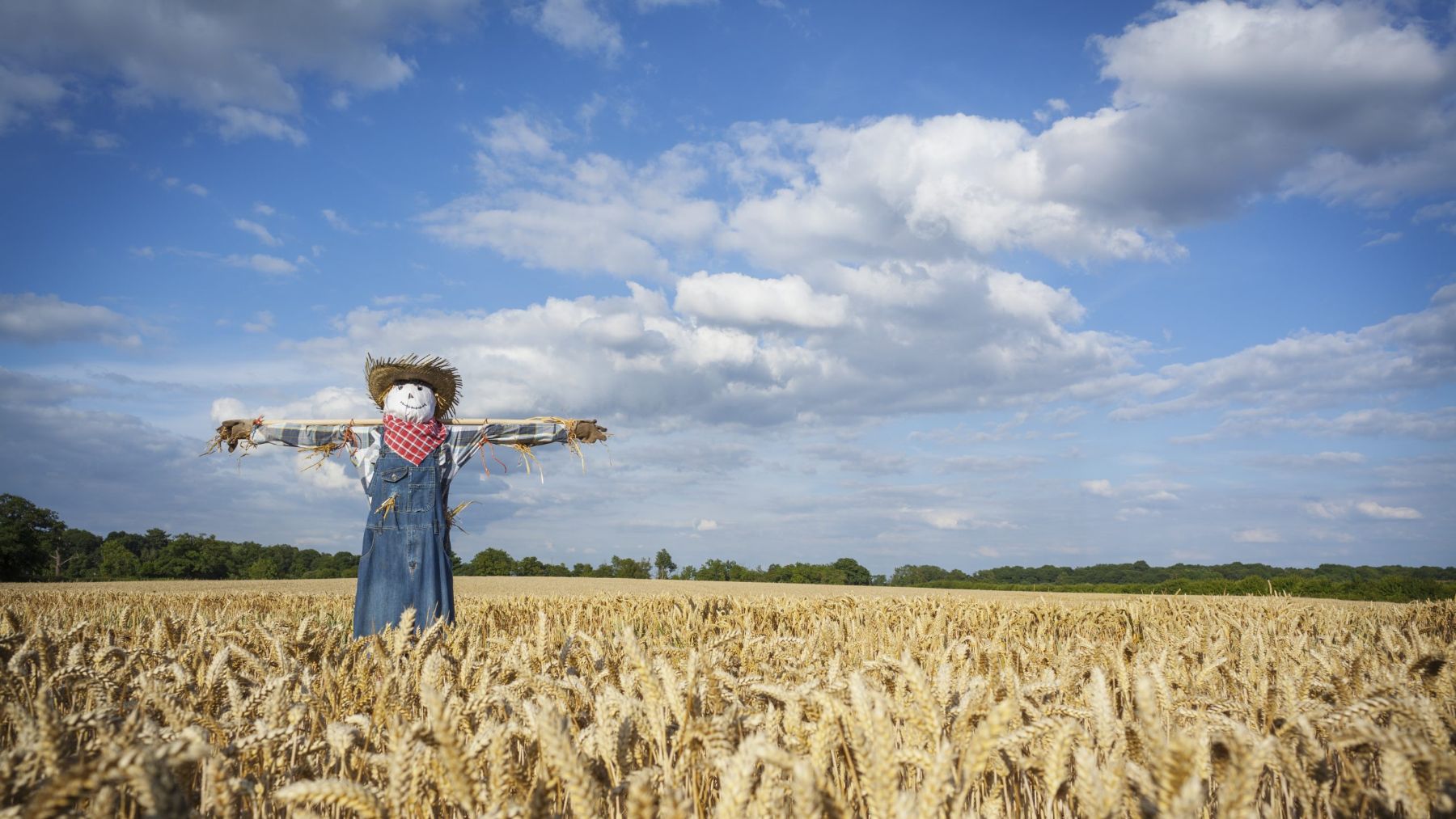 ¿Funcionan realmente los espantapájaros?