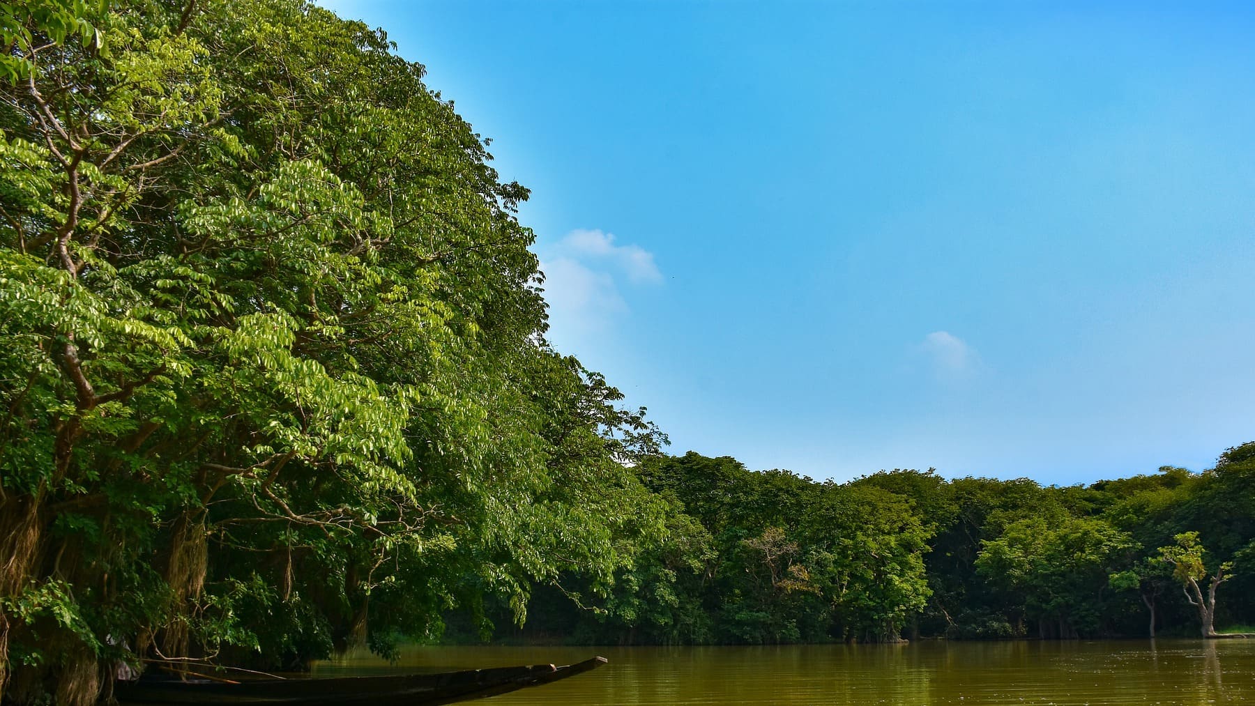 ¿Qué es la nuez de cola y cuáles son las bebidas que la contienen?