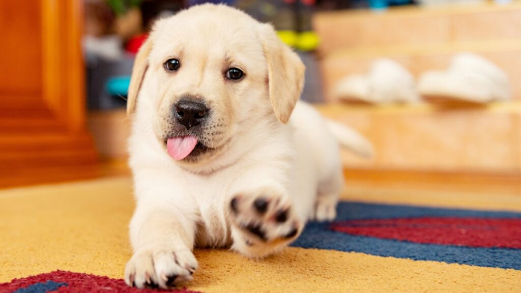 los nombres más populares para cachorritos este 2021