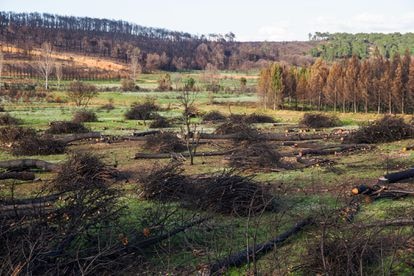 Durante 18 días de 2012, las llamas devastaron en Castrocontrigo casi 12.000 hectáreas de árboles, matorral, pasto y cultivos, el equivalente a casi 20.000 campos de fútbol.