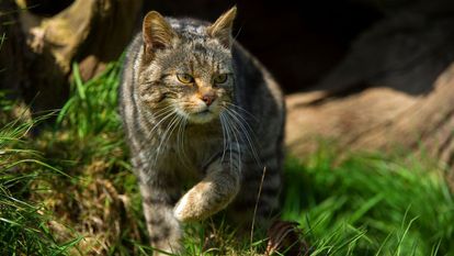 Un gato montés se desplaza cautelosamente en un paraje de Cataluña.